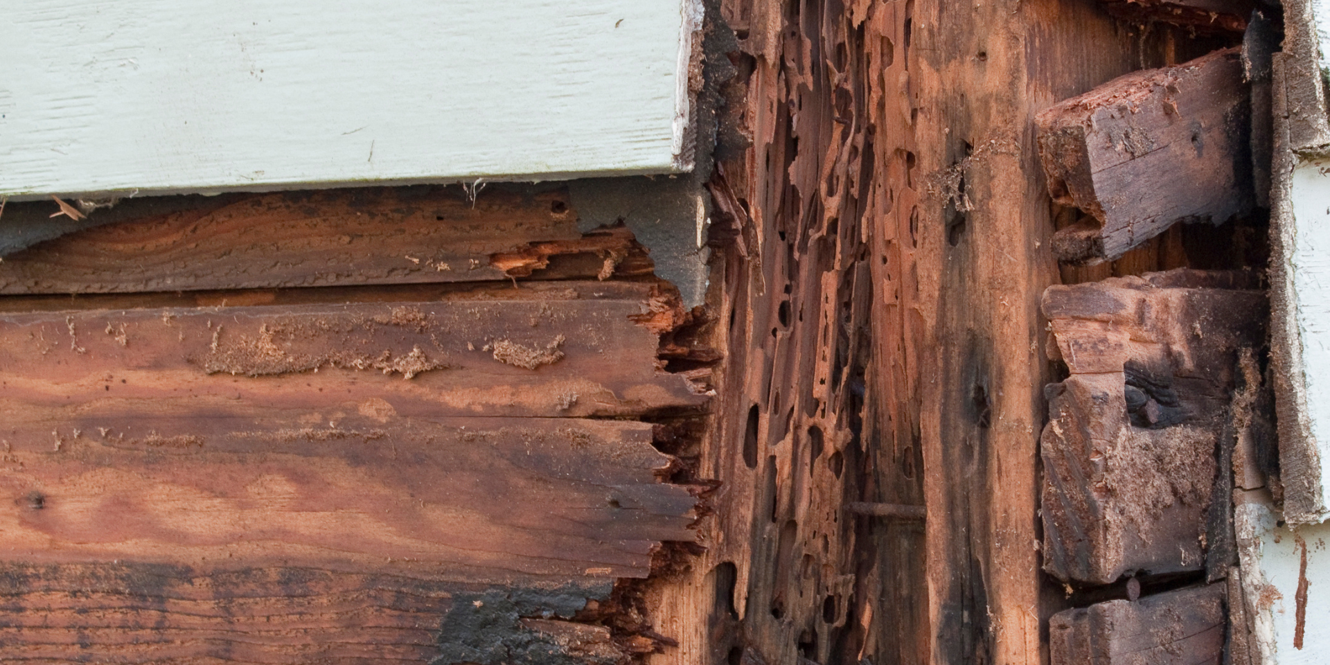 Check out our Wood Rot Repair Services